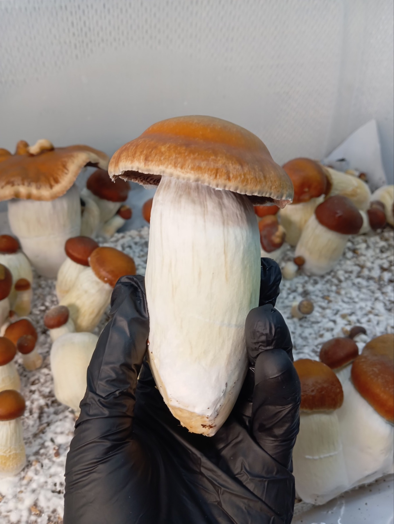 Fruto de gran tamaño sostenido durante la cosecha