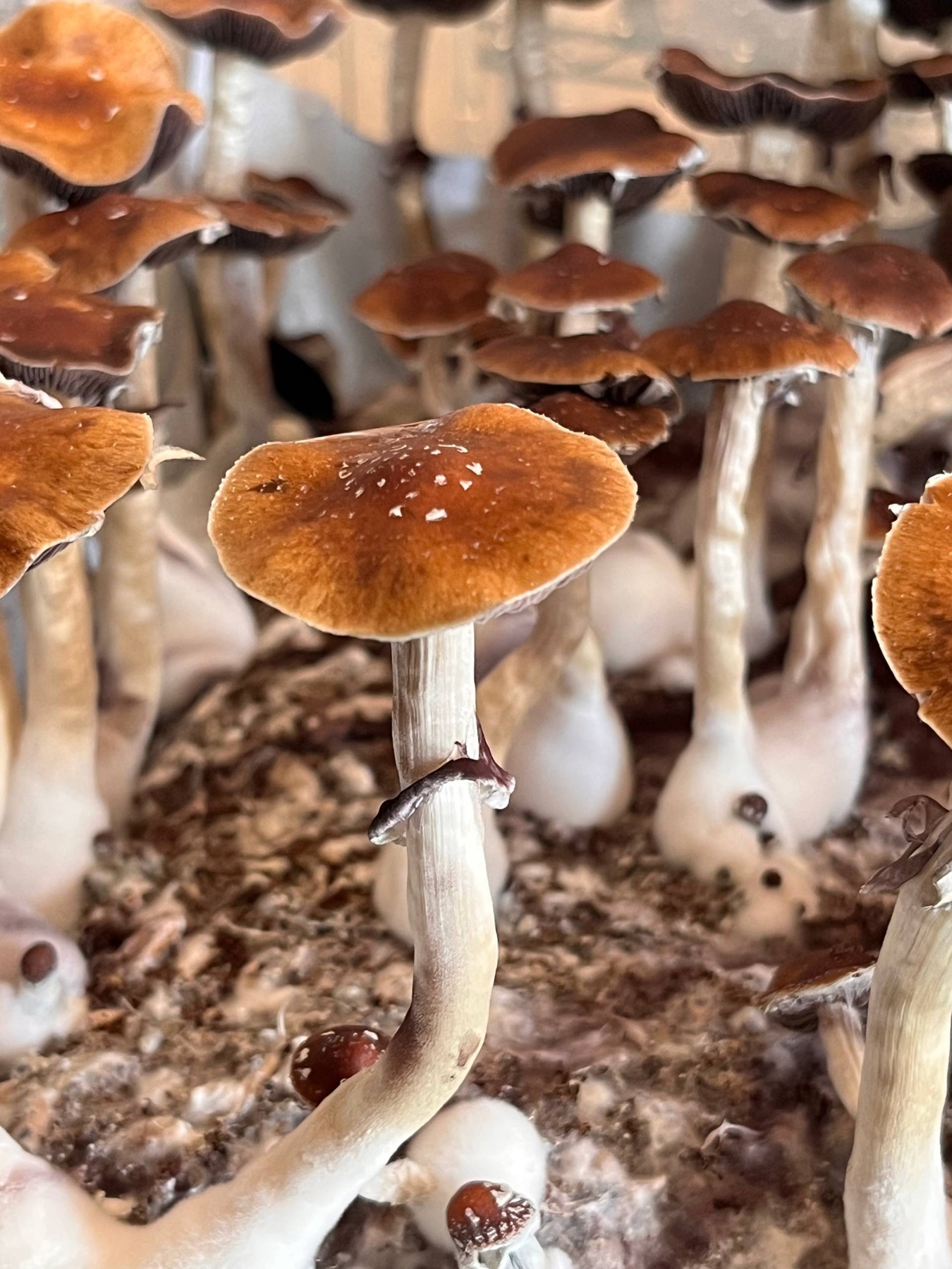 Cultivo de hongos en distintas etapas de crecimiento