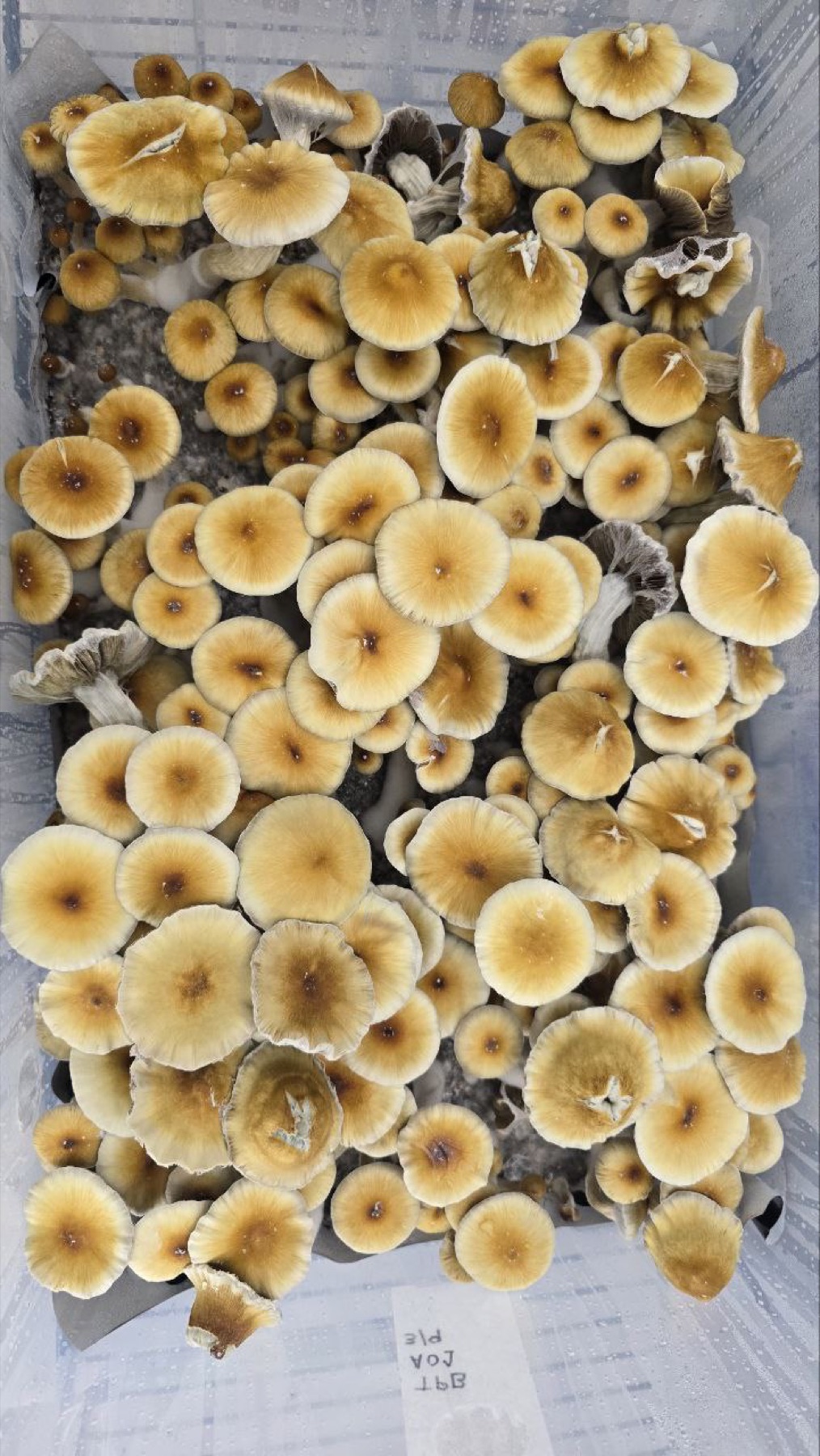 Vista superior de una bandeja de cultivo abundante