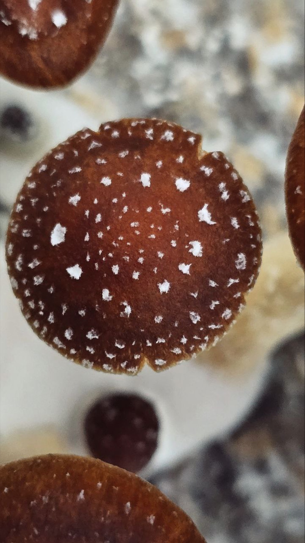 Detalle de un sombrero con marcas naturales