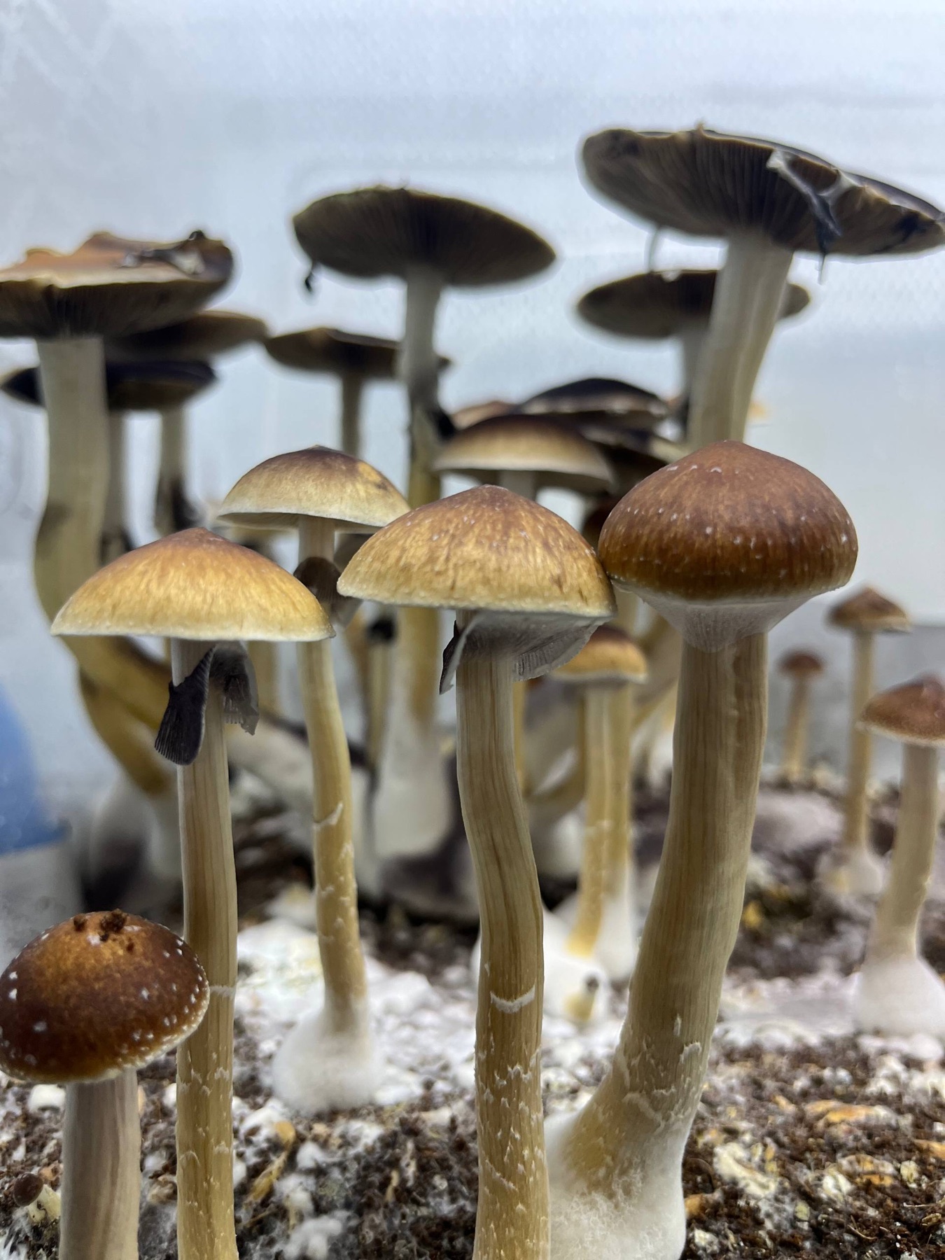 Hongos en cultivo, antes de la cosecha y el secado